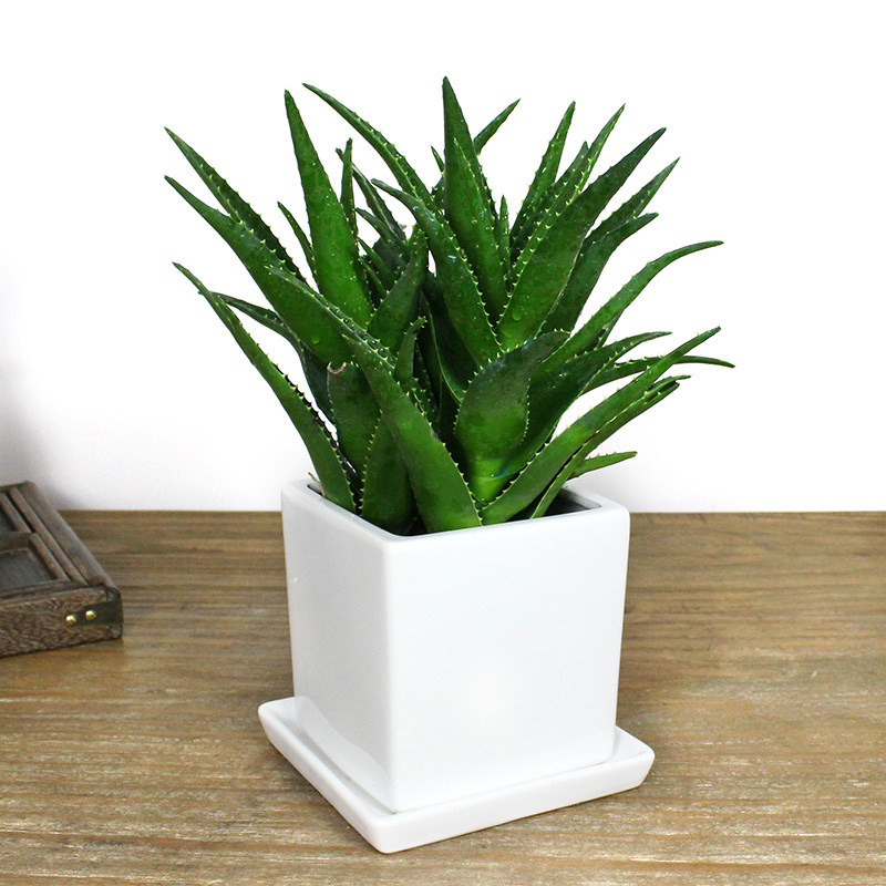 库拉拉索不夜城芦荟无锡同城盆景盆栽室内甲醛绿植