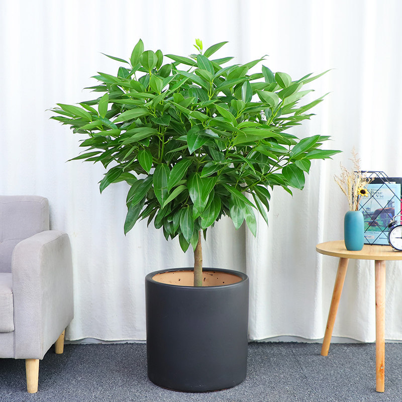 大型平安树盆栽室内客厅无锡绿植花卉同城配送绿植