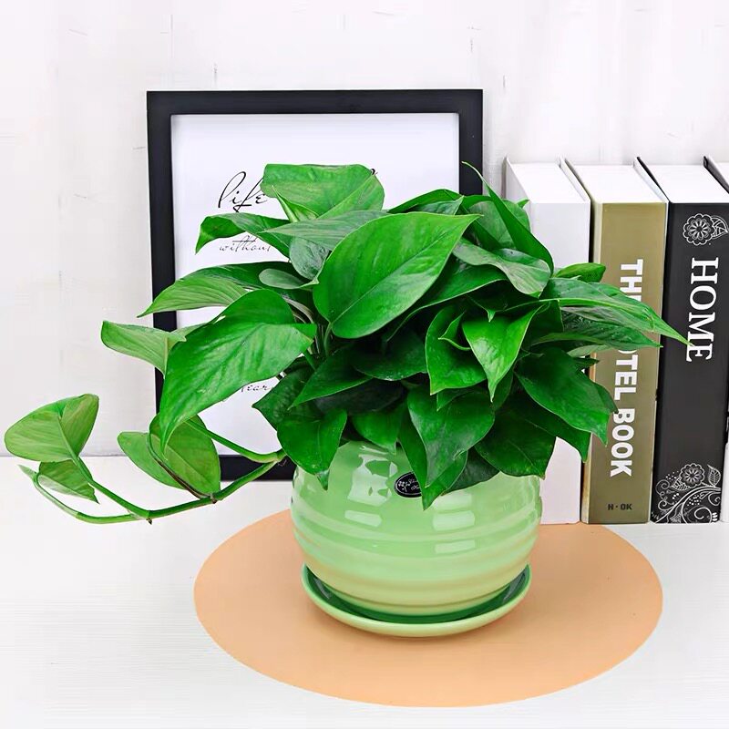 绿航绿萝盆栽盆景植物花卉办公室净化空气甲醛无锡大型绿植