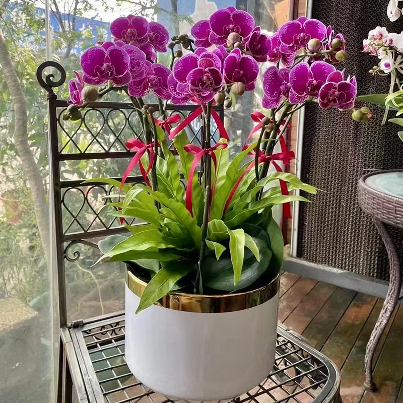 高品质蝴蝶兰花卉植物室内花盆盆栽带花开业乔迁花卉