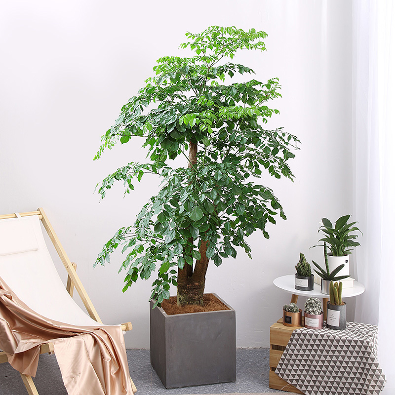 绿植大叶幸福树三杆盆栽植物室内大树树桩净化空气绿植