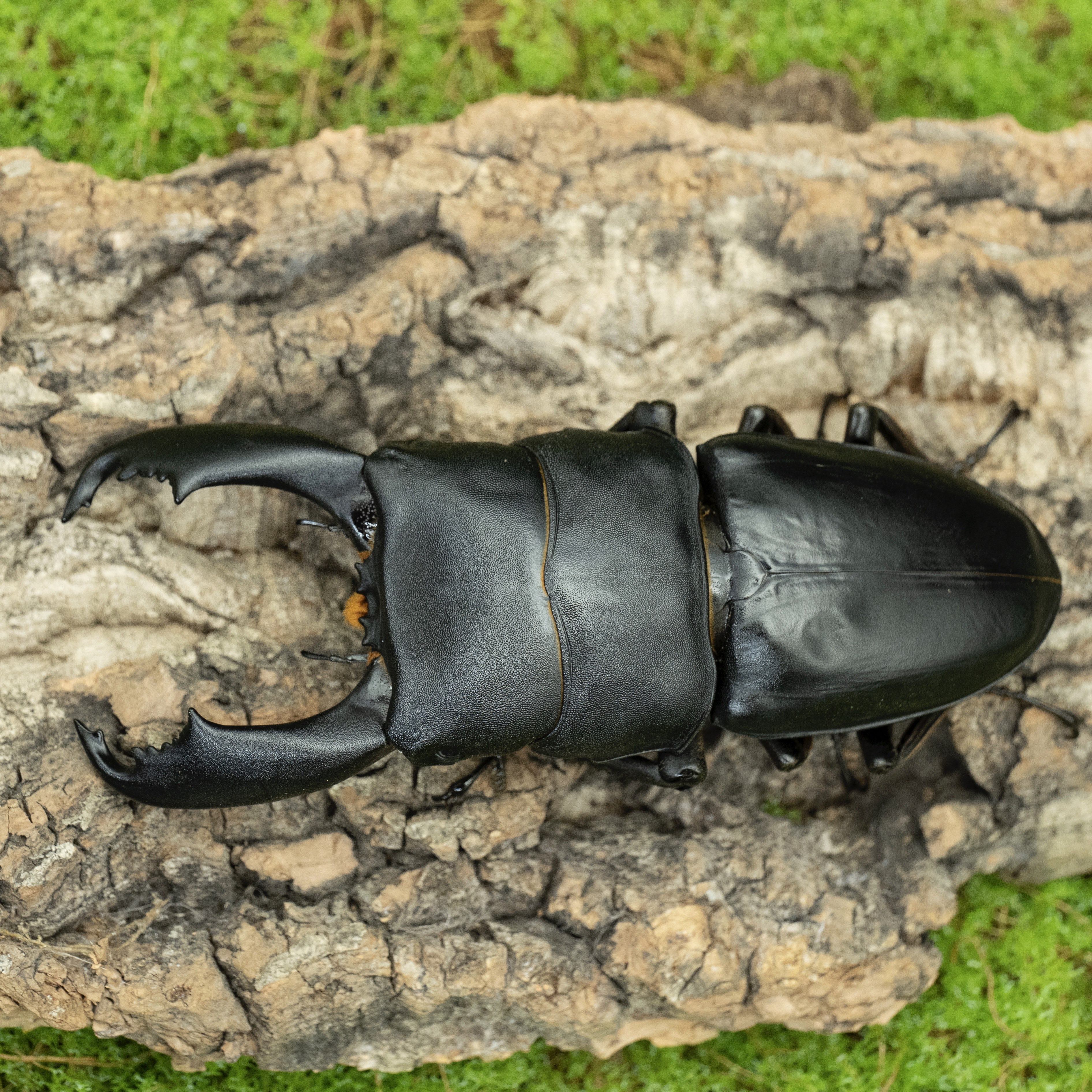 性情威武大颚长大寿命巨大体型扁锹牧野西巨特色爬宠