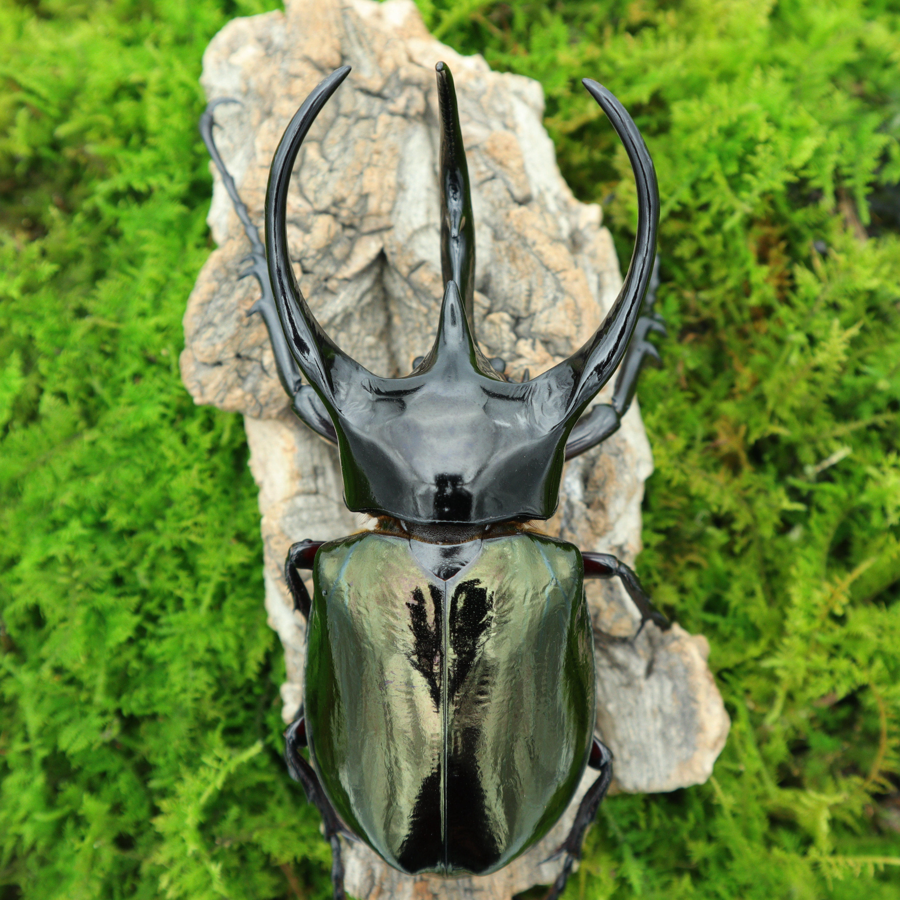 甲虫牧野虫社南洋大兜cck亚洲霸主三角巨兽其它宠物