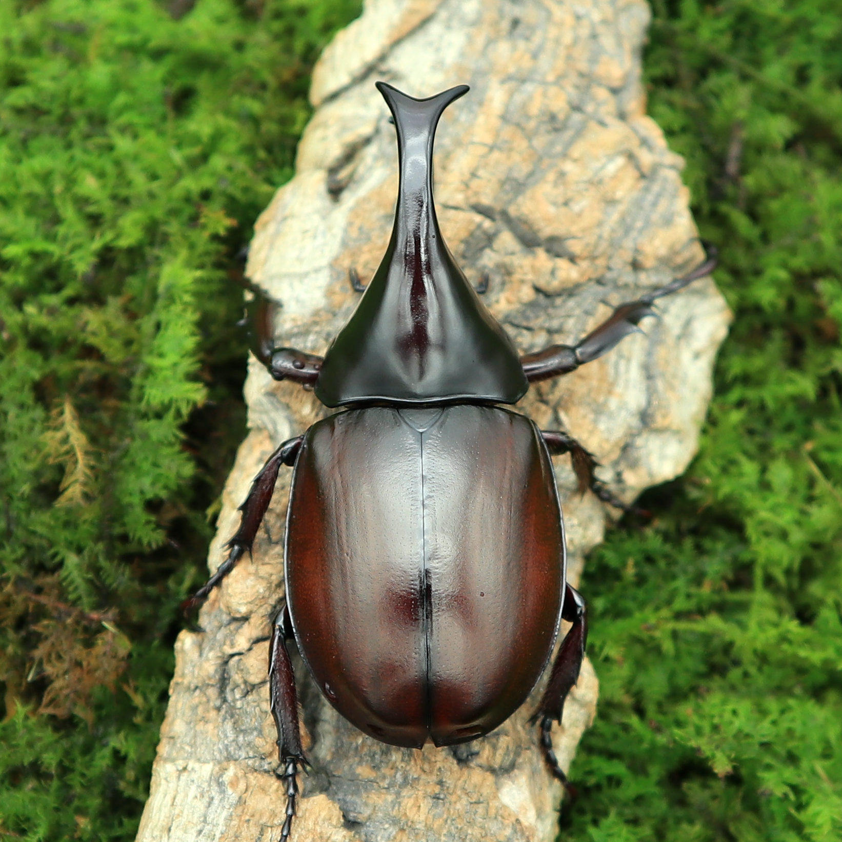 牧野虫社泰国姬兜亚洲经典甲虫好生好养好看其它宠物
