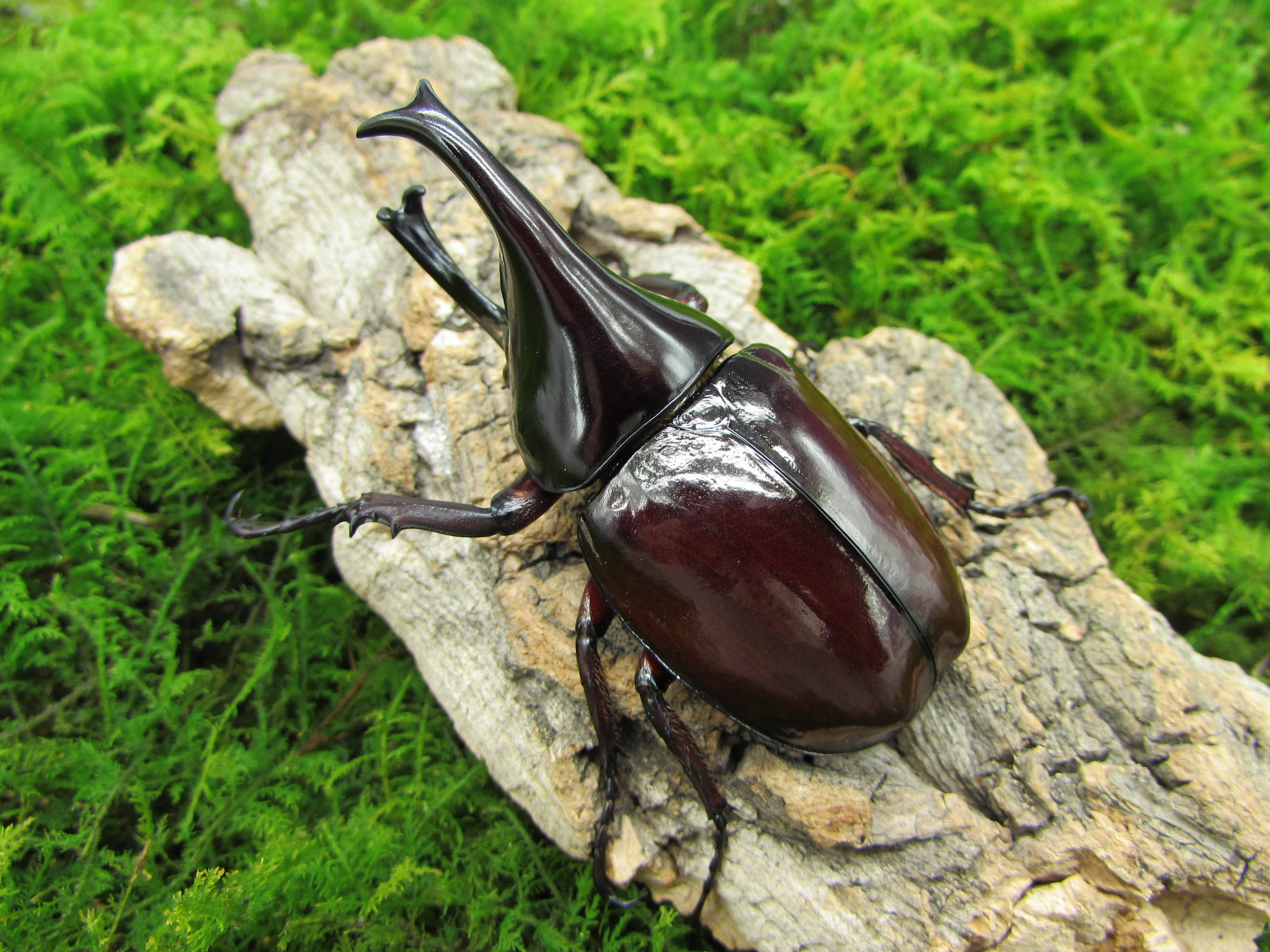 牧野虫社巨无霸姬兜独角仙甲虫爬宠活体形虫昆虫特色爬宠