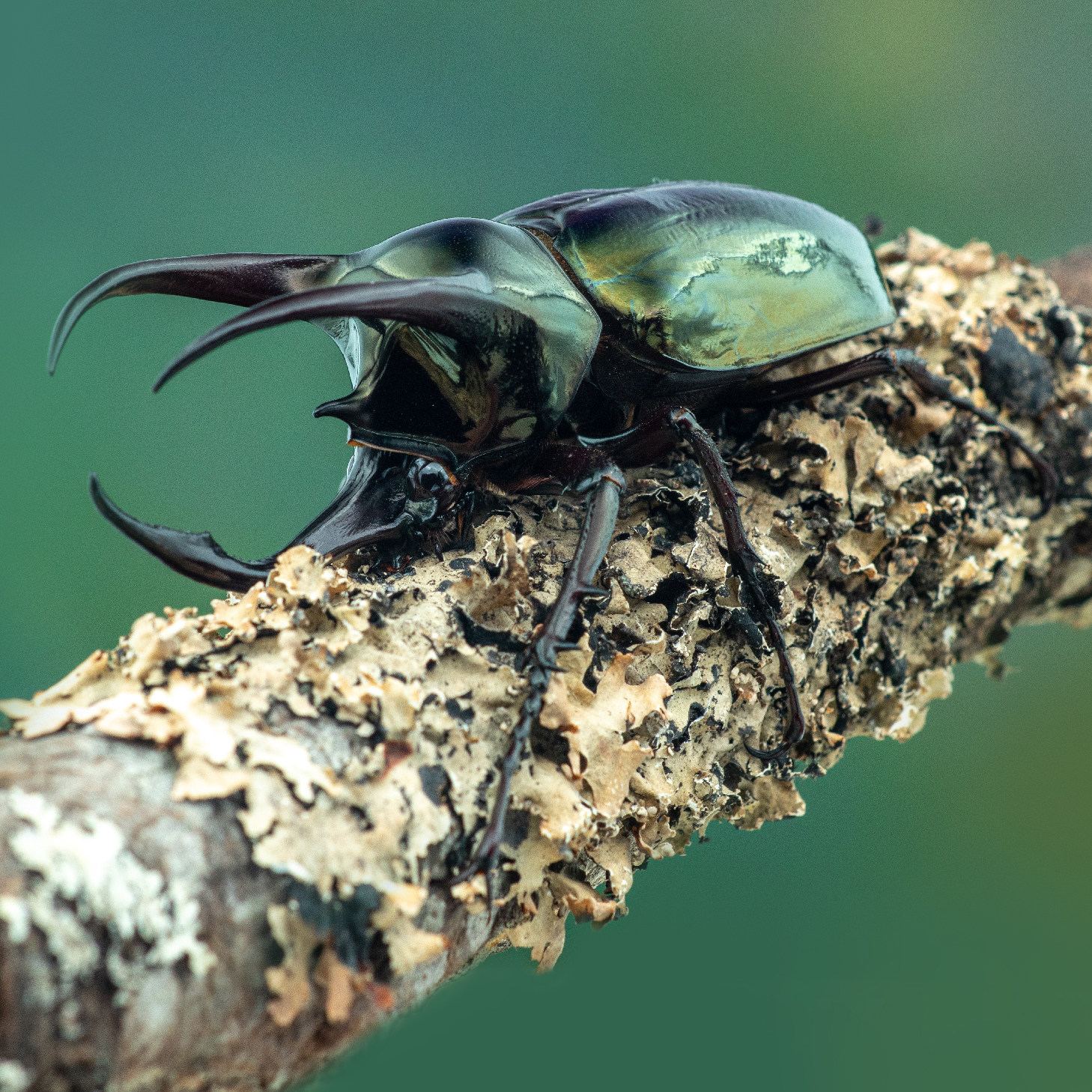 牧野虫社阿特拉斯南洋大兜cak独角仙甲虫爬宠活体特色爬宠