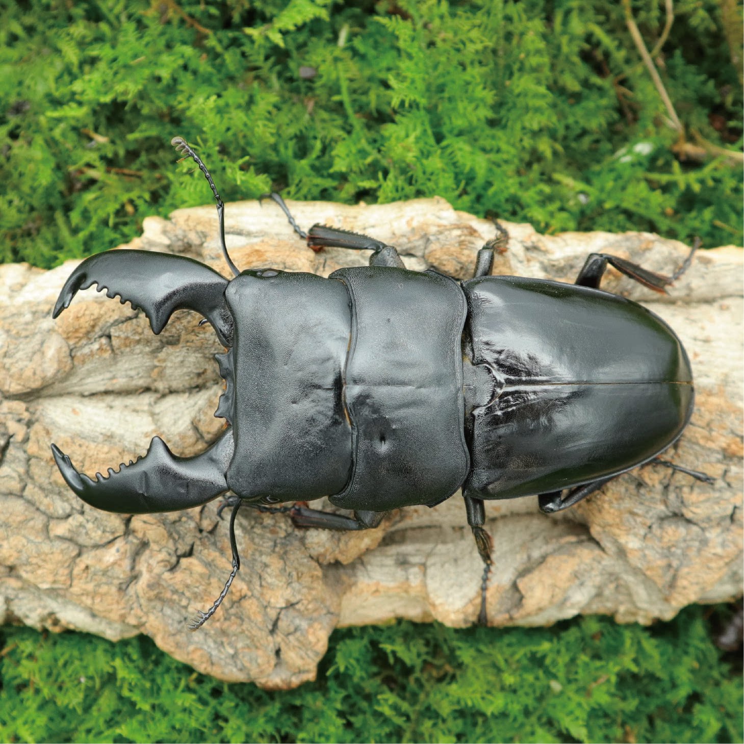 牧野虫社苏门答腊巨扁锹甲好养巨型玩兜虫花金龟特色爬宠