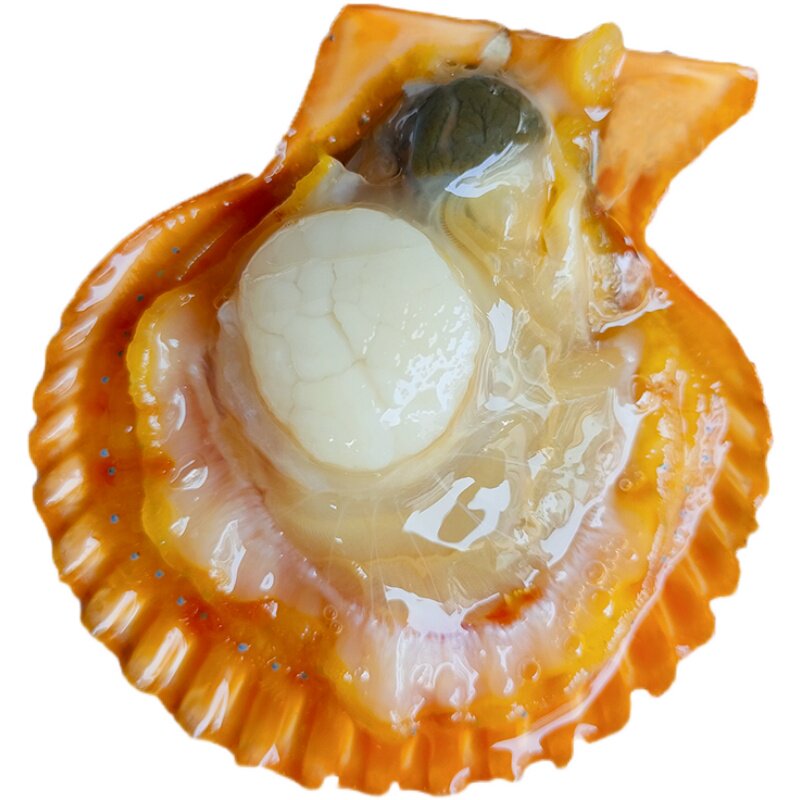 扇贝去壳肉现鲜活新鲜海鲜贝壳纯肉带黄特大扇贝