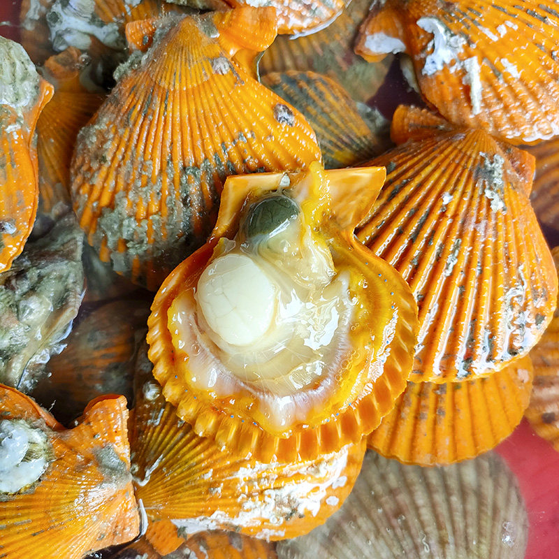 扇贝去壳肉现鲜活新鲜海鲜贝壳纯肉带黄特大扇贝