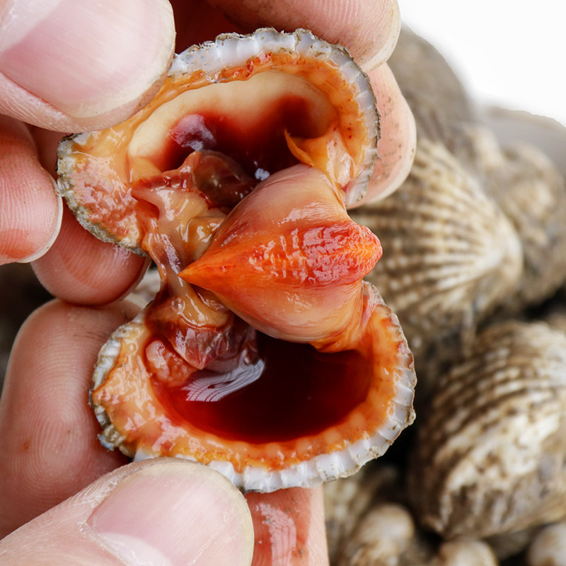 福建泥蚶水产海鲜贝类蛤银蛤花鲜血漳州新鲜血青口贝