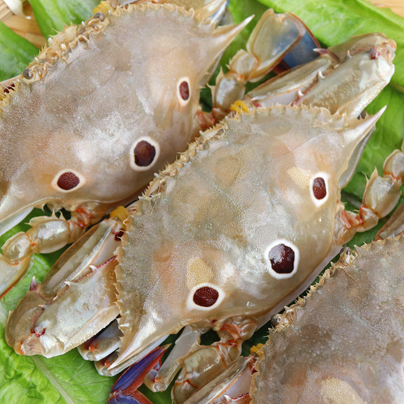 福建海三点鲜活螃蟹活冻野生膏蟹三眼新鲜广东梭子蟹