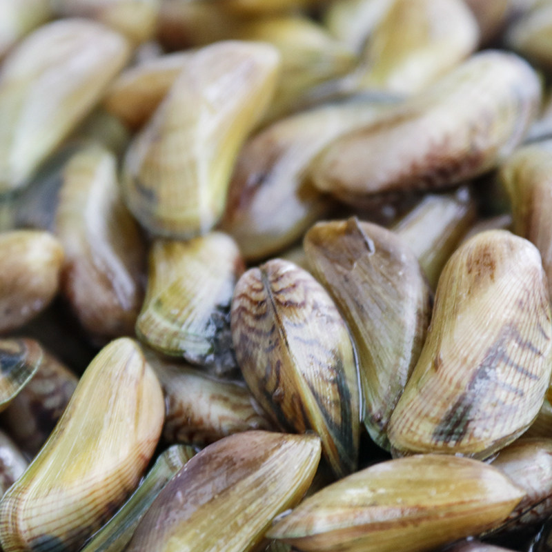 薄壳2斤包邮海瓜子鲜活福建新鲜野生广东潮汕青口贝