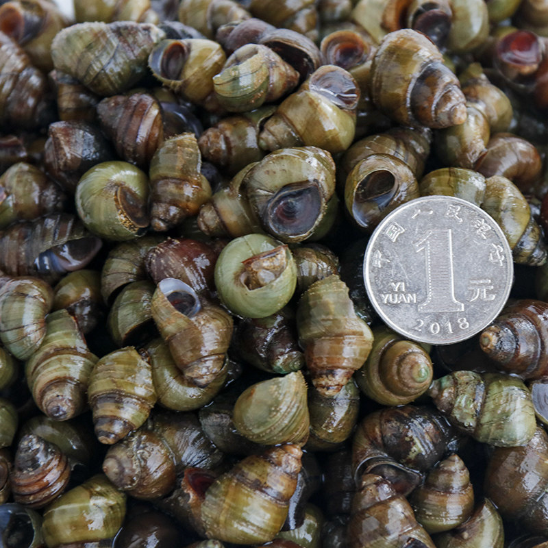 螺蛳福建闽南现捕淡水新鲜田螺石螺泥原料螺丝泥螺