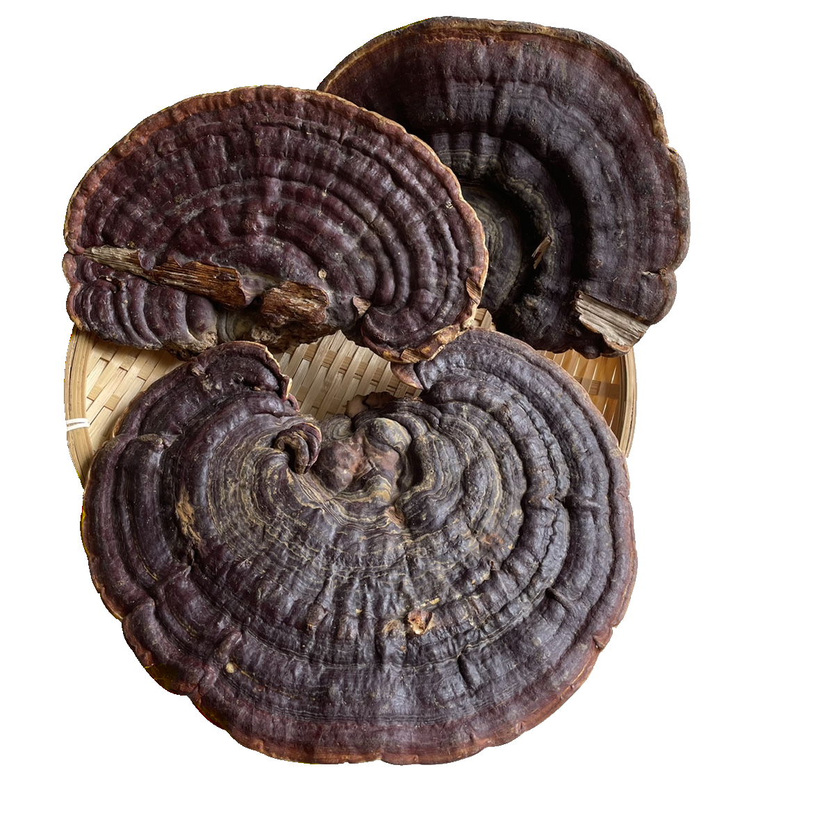 无柄赤芝野生灵芝海南可切包邮整枝灵芝