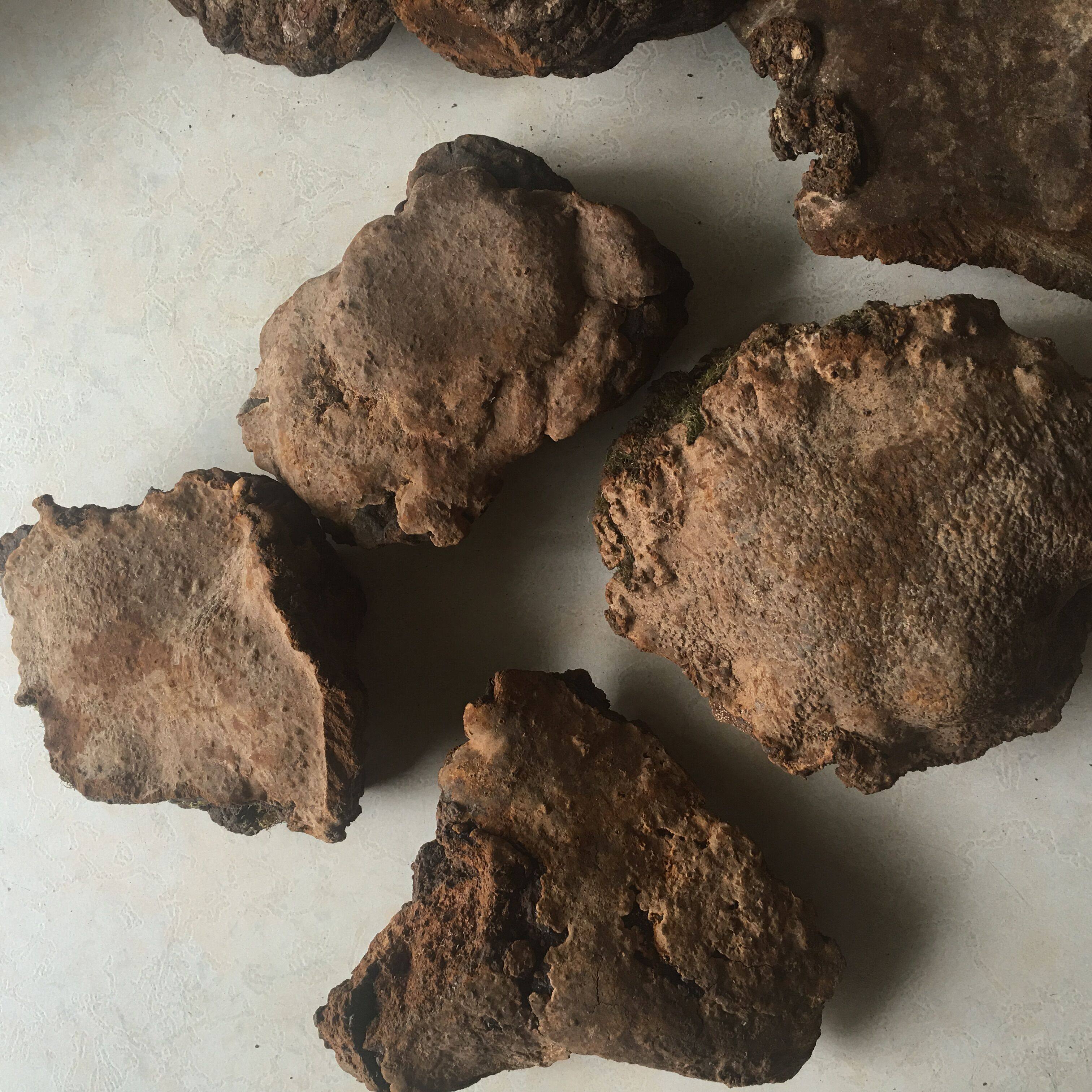 野生灵芝斑褐孔层卧孔斑褐冠心新货250克整枝灵芝