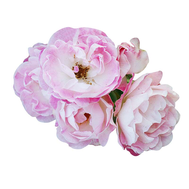 藤本月季花苗欧月爬藤蔷薇玫瑰粉色科斯特盆栽花卉时令草本花卉