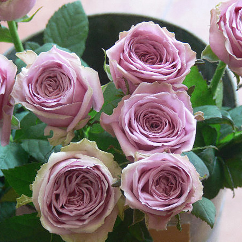 蓝色惠惠季玫瑰色系四季玫瑰多头群开惠的酥丰时令草本花卉