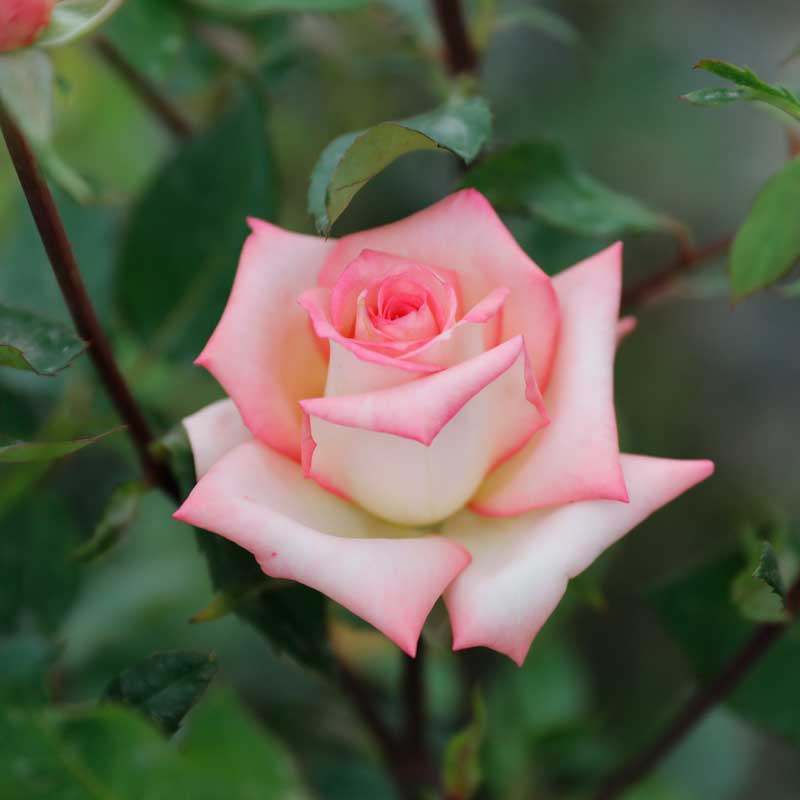 惠惠惠的花园绝代双骄月季稀有双色玫瑰欧月大花月季