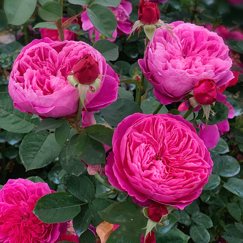 惠惠惠的花园浓香灌木月季阿卡卡德米亚学院花卉