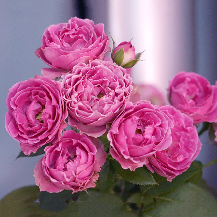 惠惠的花园细波月季花苗四季开包子耐热抗病庭院阳台浓香花卉盆栽