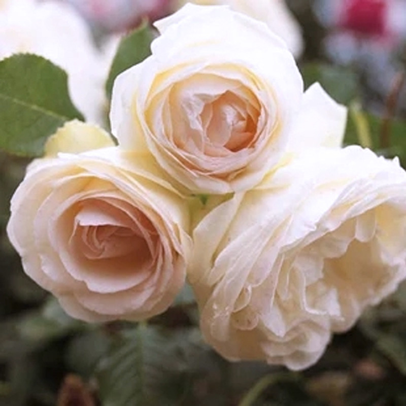 惠惠惠的花园爬藤月季月季花花苗白色龙沙宝石花卉