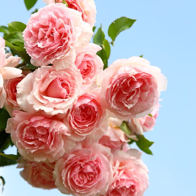 惠惠的花圃 威基伍德藤本月季花苗 四季开花 浓香玫瑰盆栽植物