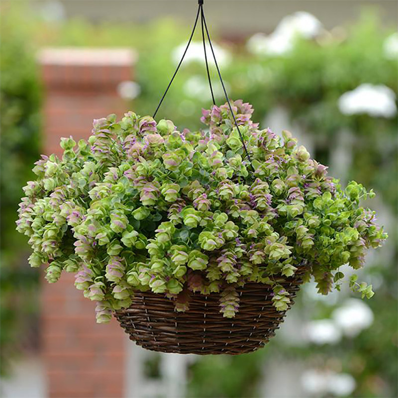惠惠的花圃 观赏牛至 多年生耐寒绿植盆栽香草植物可吊盆组合花镜