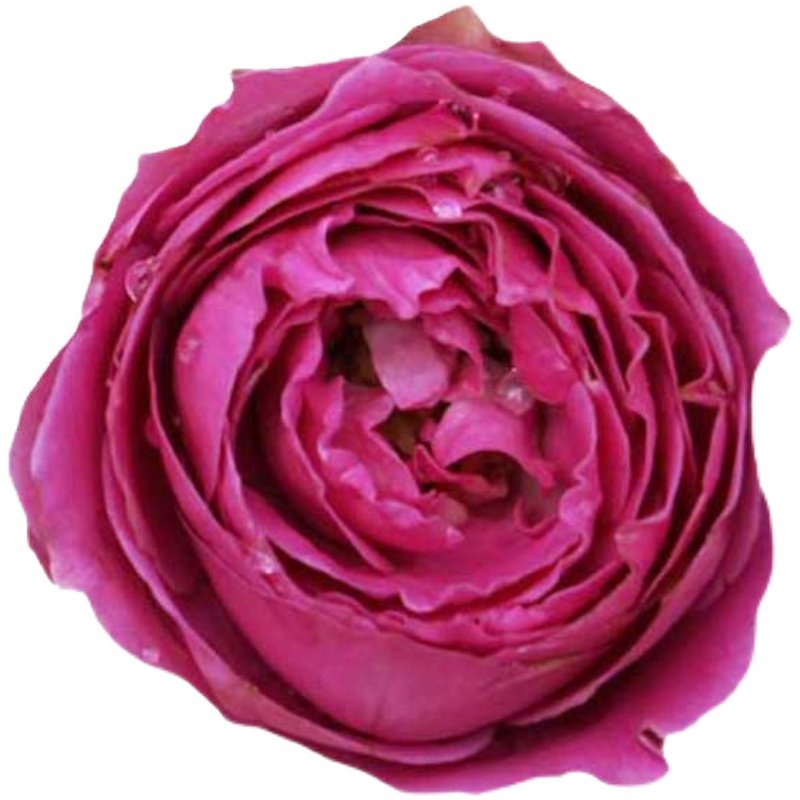 惠惠的花园细波月季花苗四季开包子耐热抗病庭院阳台浓香花卉盆栽