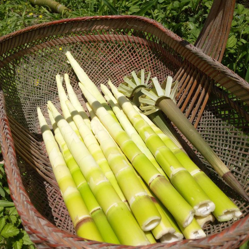 竹笋现摘泰顺特产新鲜装带蔬菜现挖野生生毛竹笋