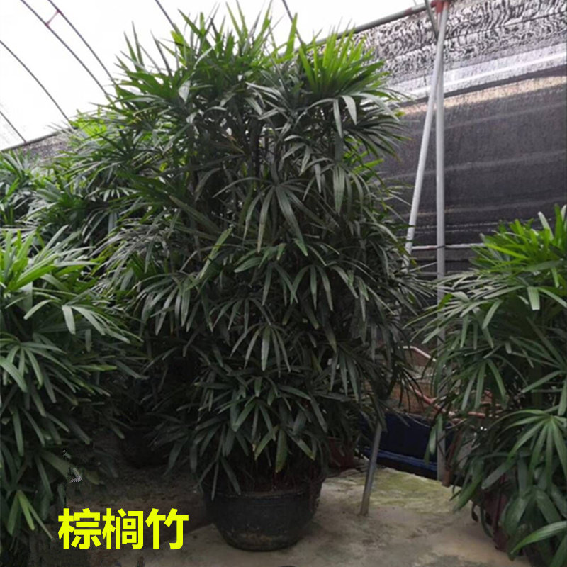 棕竹金山棕棕榈竹室内室外大型绿植观叶植物好养净化空气吸甲醛