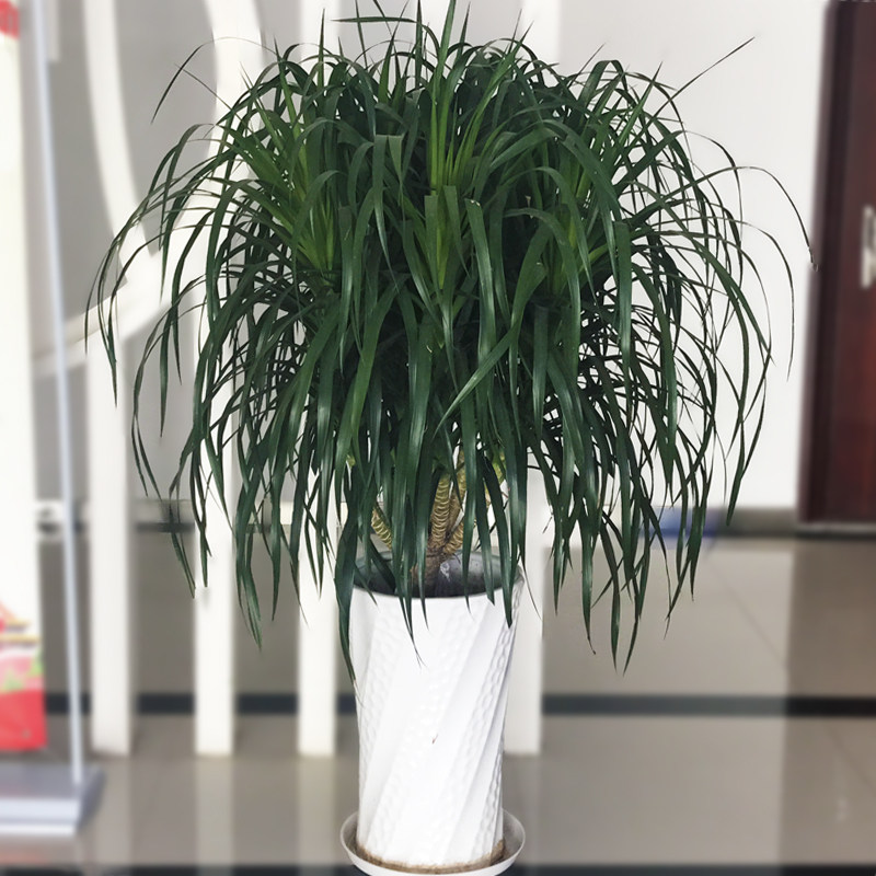 龙血室内绿植盆栽盆景植物大型客厅办公室办公大型绿植