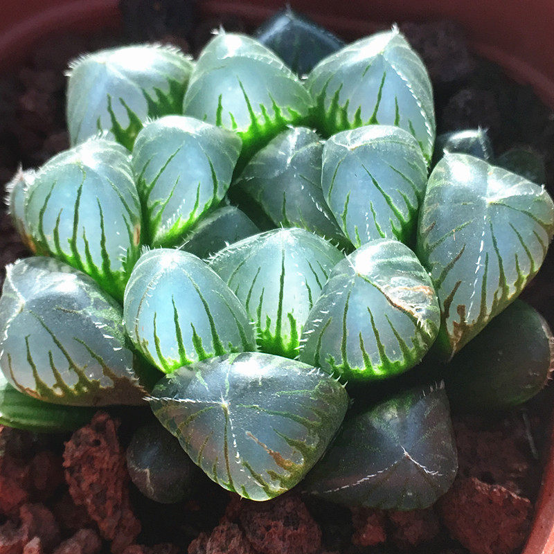 富强花卉特大蓝镜玉露多肉12卷属硬化萝卜根多肉植物组合盆栽