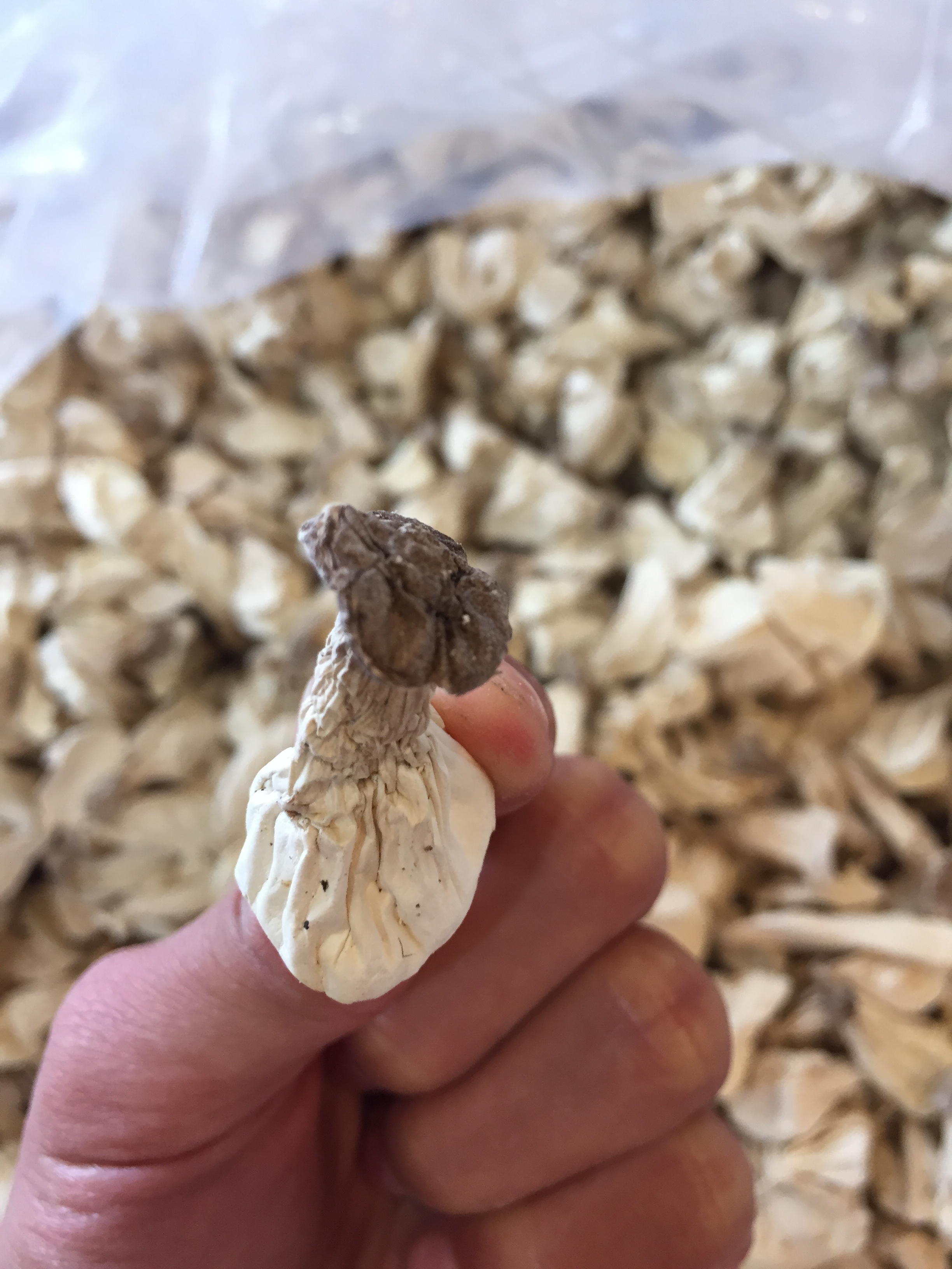 武夷山特产奶奶长寿菇白鸡鸡肝脏海鲜菇农农家香菇类