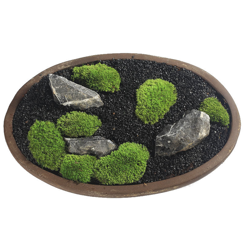 苔藓装饰永生小白白发植物干花背景diy绿化绿植