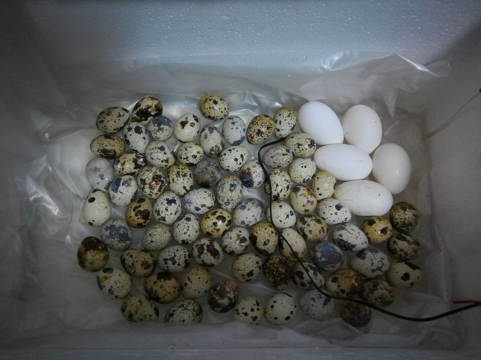 孵化器小型家用自制水床100枚小鸡鸭鹅鸽子鹌鹑孵蛋全自动孵化箱