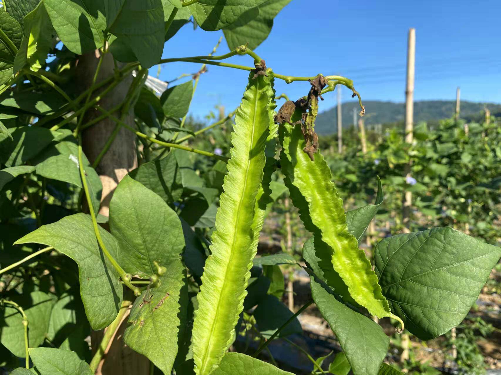 现摘空运四角三亚新鲜蔬菜四棱海南特产果蔬其它