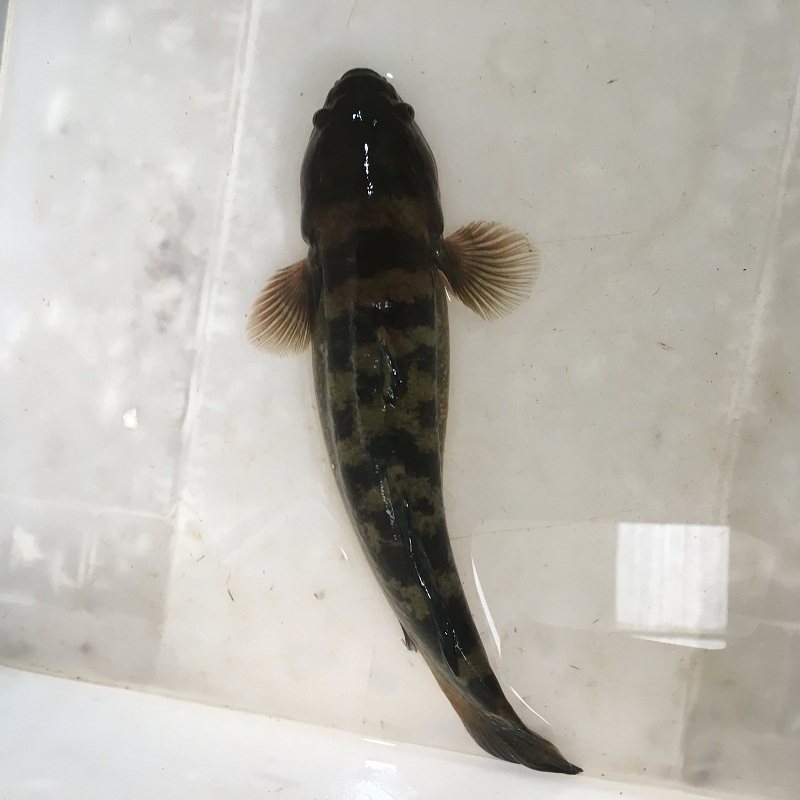 包活涂鳗鲟虎鱼海鲜食用海鱼皇帝鱼蝤蠓虎乌鱼其它