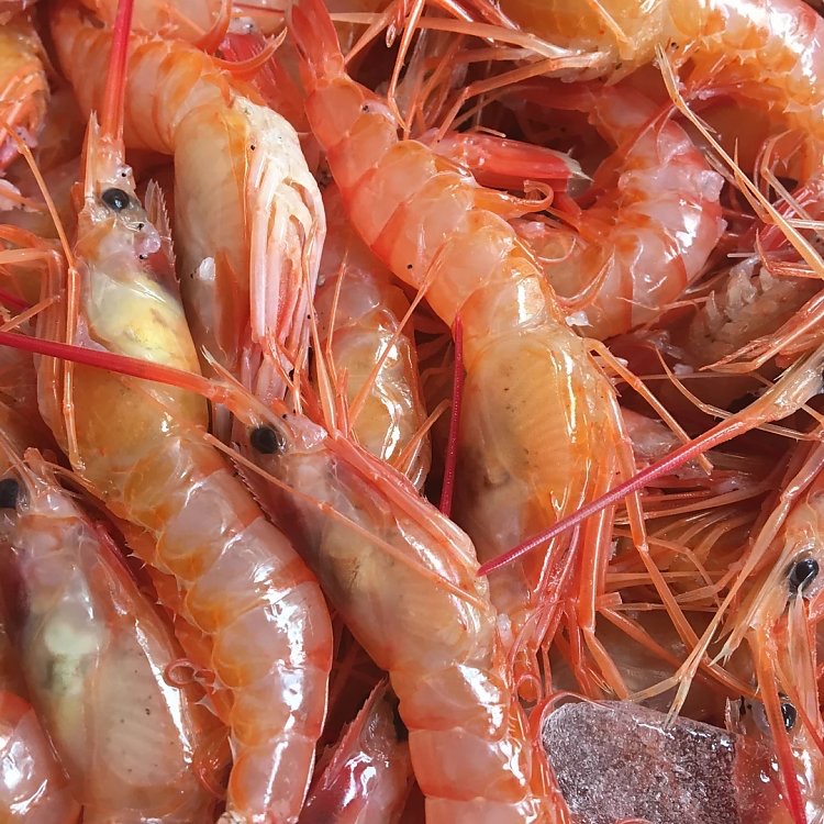 红虾渔老大石海鲜东海野生红头鲜活无虾500g活虾