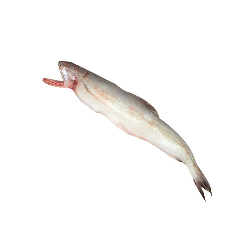 渔老大野生新鲜九肚鱼豆腐鱼海鲜水产龙头鱼海鱼辅食现捕3斤包邮