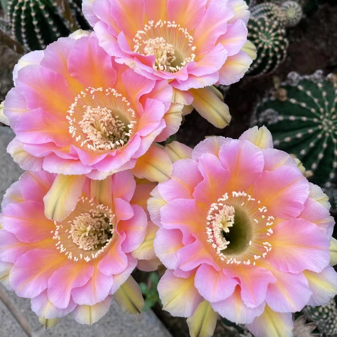 淑妃彩草仙人球复色大花多肉植物多肉植物