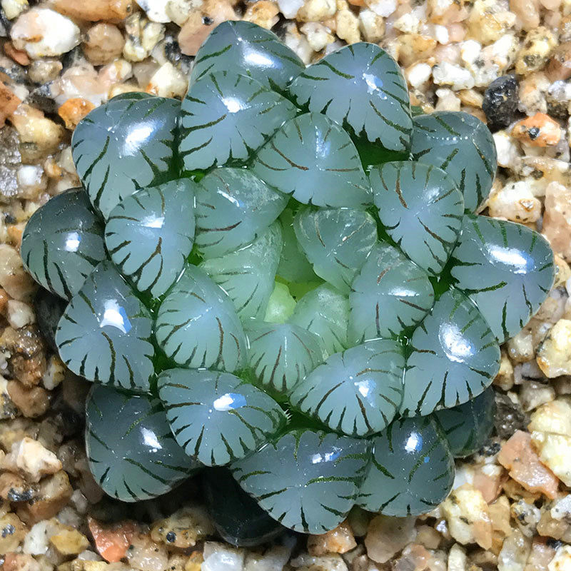 新手稀有透明宫灯潘氏冰灯玉露多肉植物组合十二卷属肉肉室内盆栽