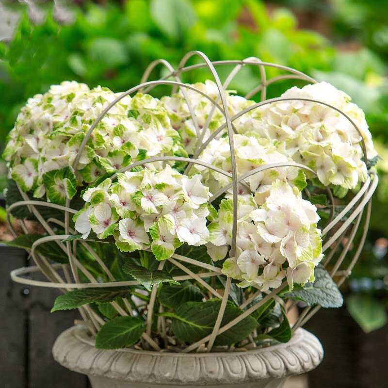 1加仑大花绣球花苗花手鞠纱海洋贵族银河蒙娜丽莎花卉