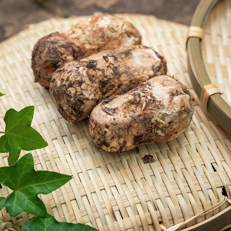 野生云南丽江香格里拉新鲜松茸食用菌现货5厘米500克新鲜松茸