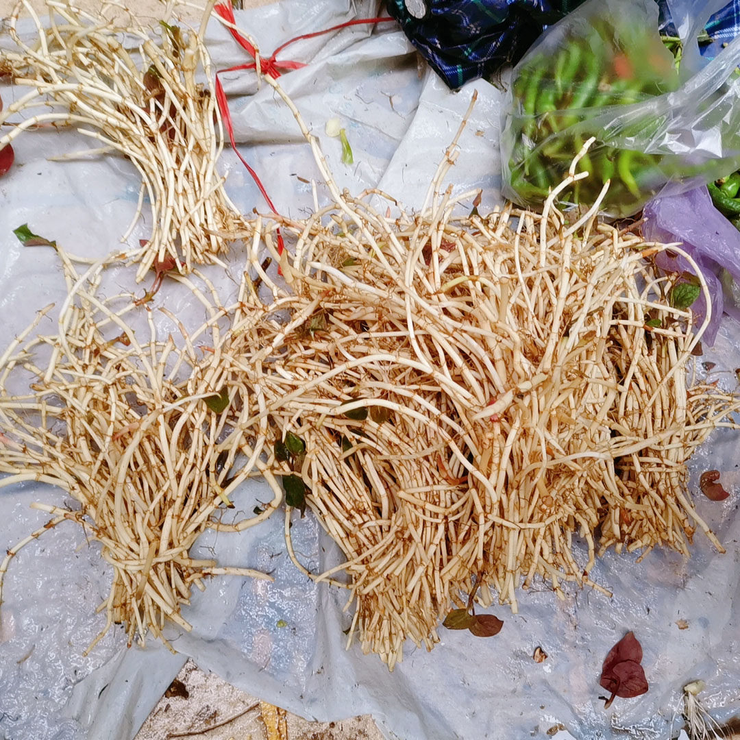 重庆石柱特产新鲜蔬菜野生鱼腥草折耳根嫩根现挖侧耳折二根节节根