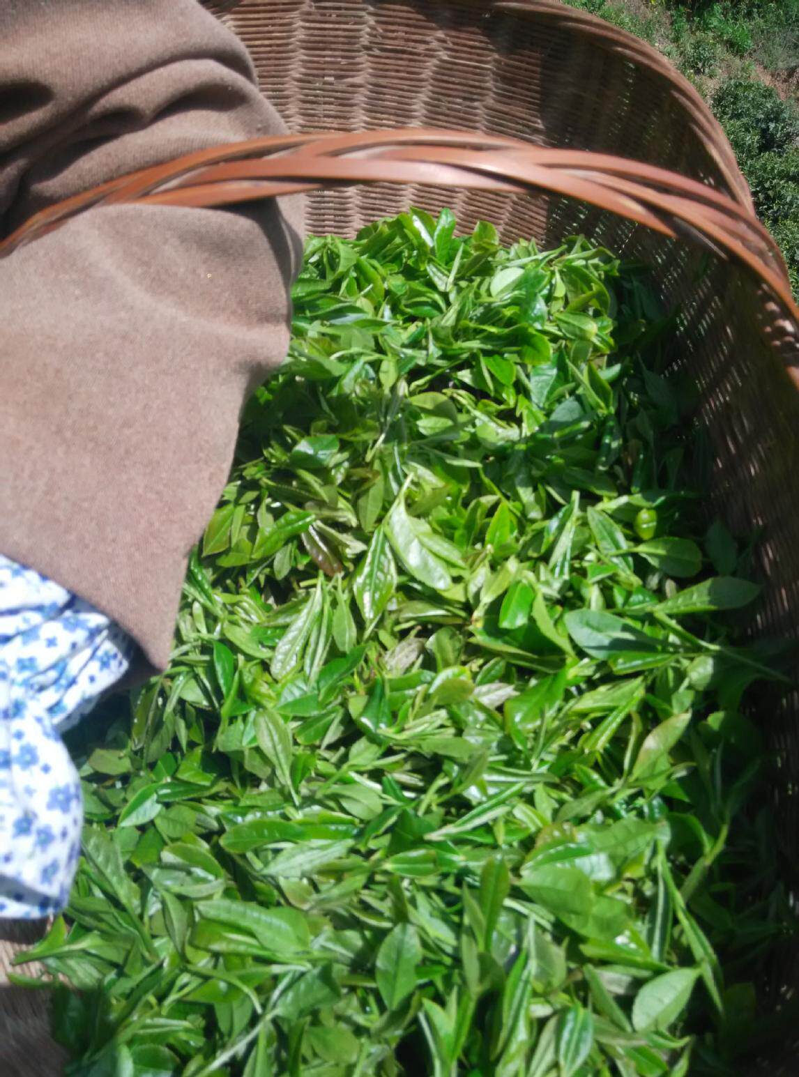 2022新茶绿茶宜昌高山雨前炒青农家茶叶春茶其它绿茶