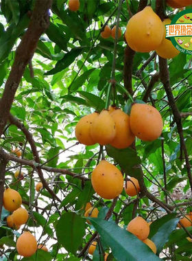 澳大利亚黄金山竹阿恰恰可选嫁接苗