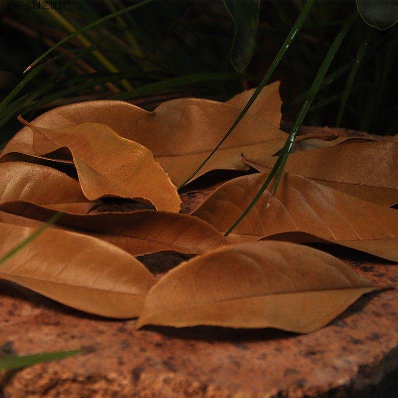 树叶落叶秋天ins装饰枫叶枯树天然diy桂花干花