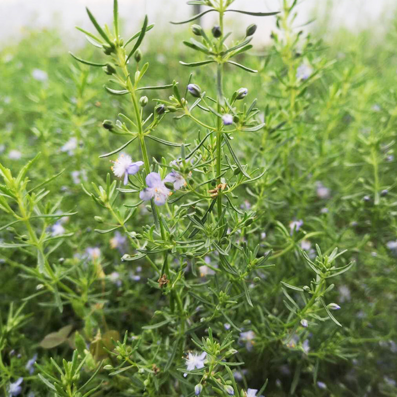 蓝色黄色哈密瓜克拉香草芳香地肤多年生耐热耐寒时令草本花卉