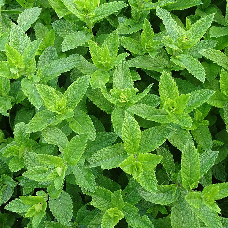 薄荷阳台留兰香摩洛哥苏格兰罗马科西嘉美国食用香草绿植