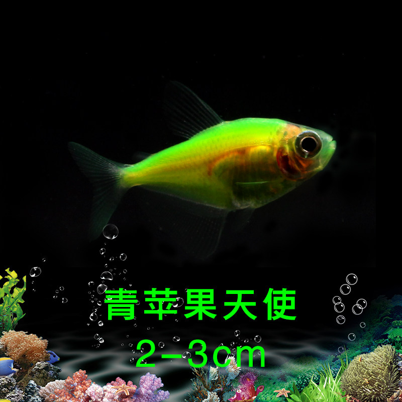 天使鱼青苹果绿天使新手养活荧光观赏鱼热带鱼斑马小型鱼
